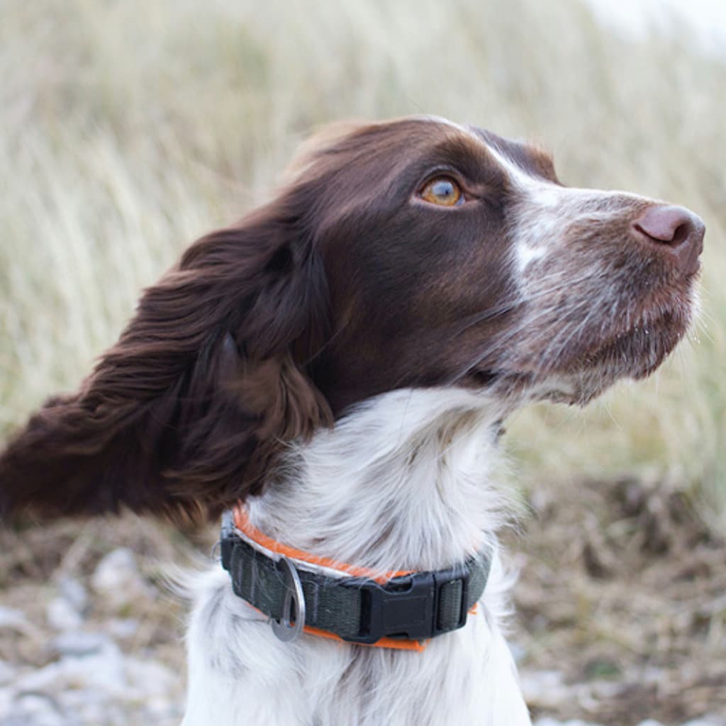 Example of a close-up headshot for a custom dog portrait