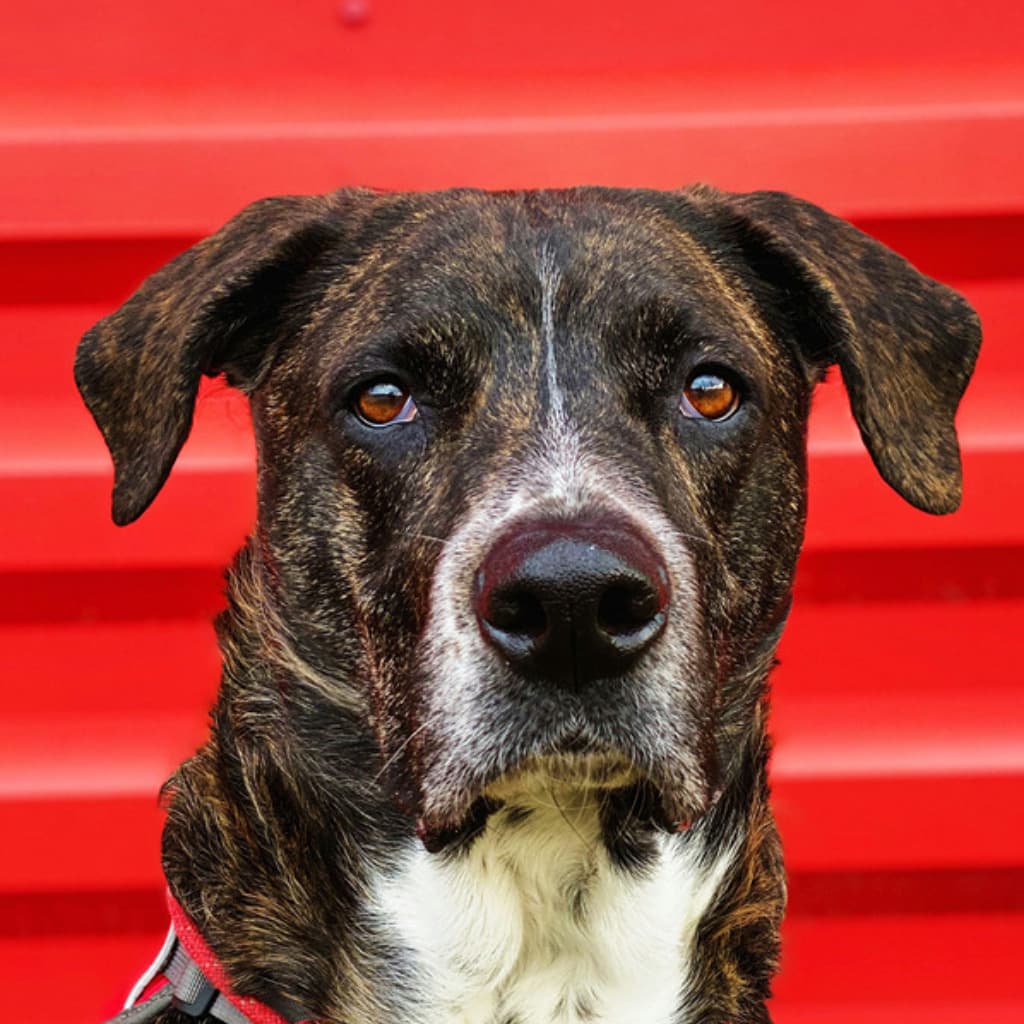 Example of an eye-level headshot for a custom dog portrait