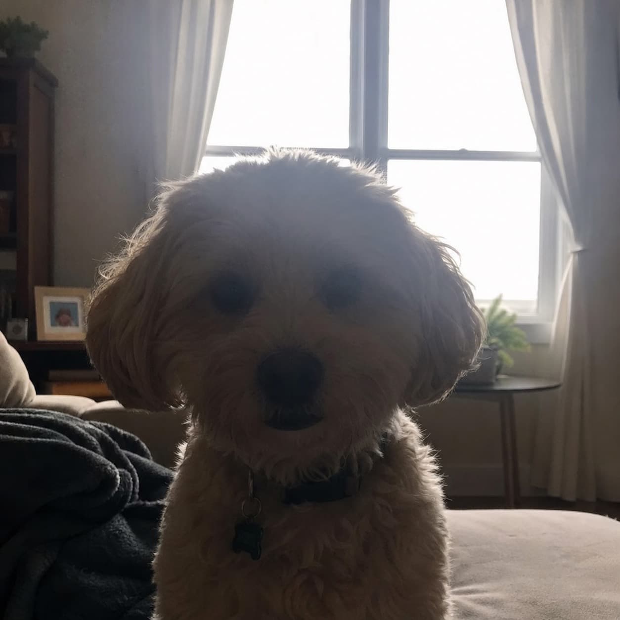 Backlit phone photo where a dog appears as a dark silhouette