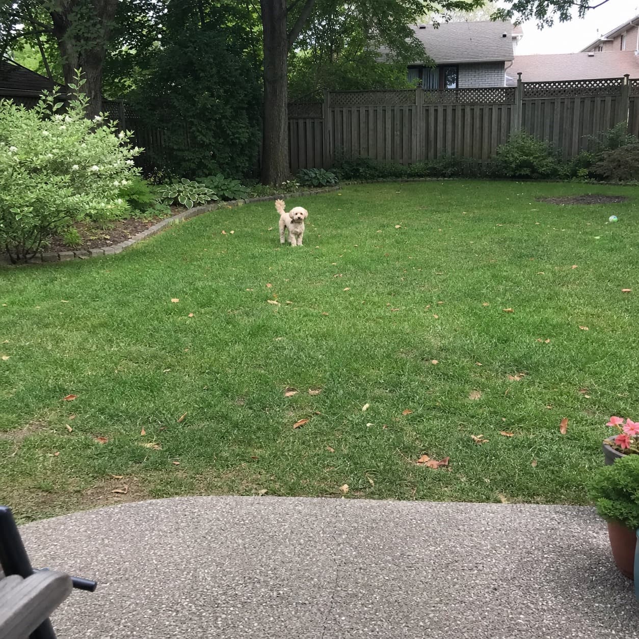 Distant phone photo where a pet is too small for a detailed custom portrait