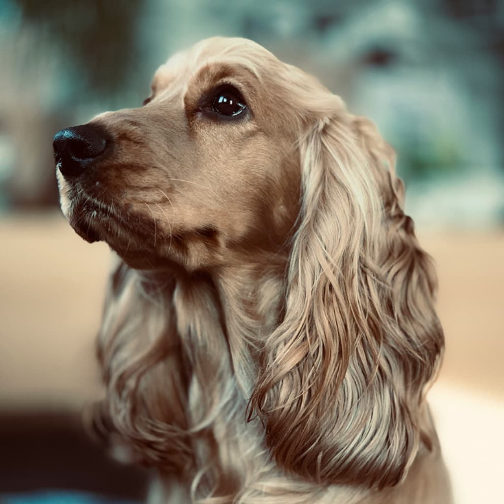 Example of good lighting for a custom dog portrait